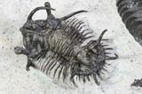 Ceratarges, Morocops & Gerastos Trilobite Plate #108697-13